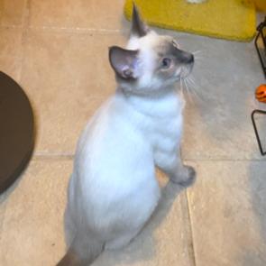 Pico Perfection! thumbnail 3