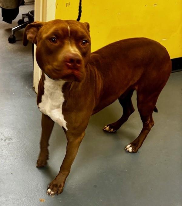 26-01-0283b Marty, Adoptable, Adult Male Pit Bull Terrier.