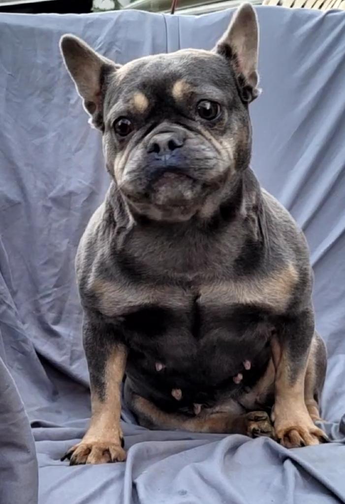 LIDA, Adoptable, Adult Female French Bulldog.