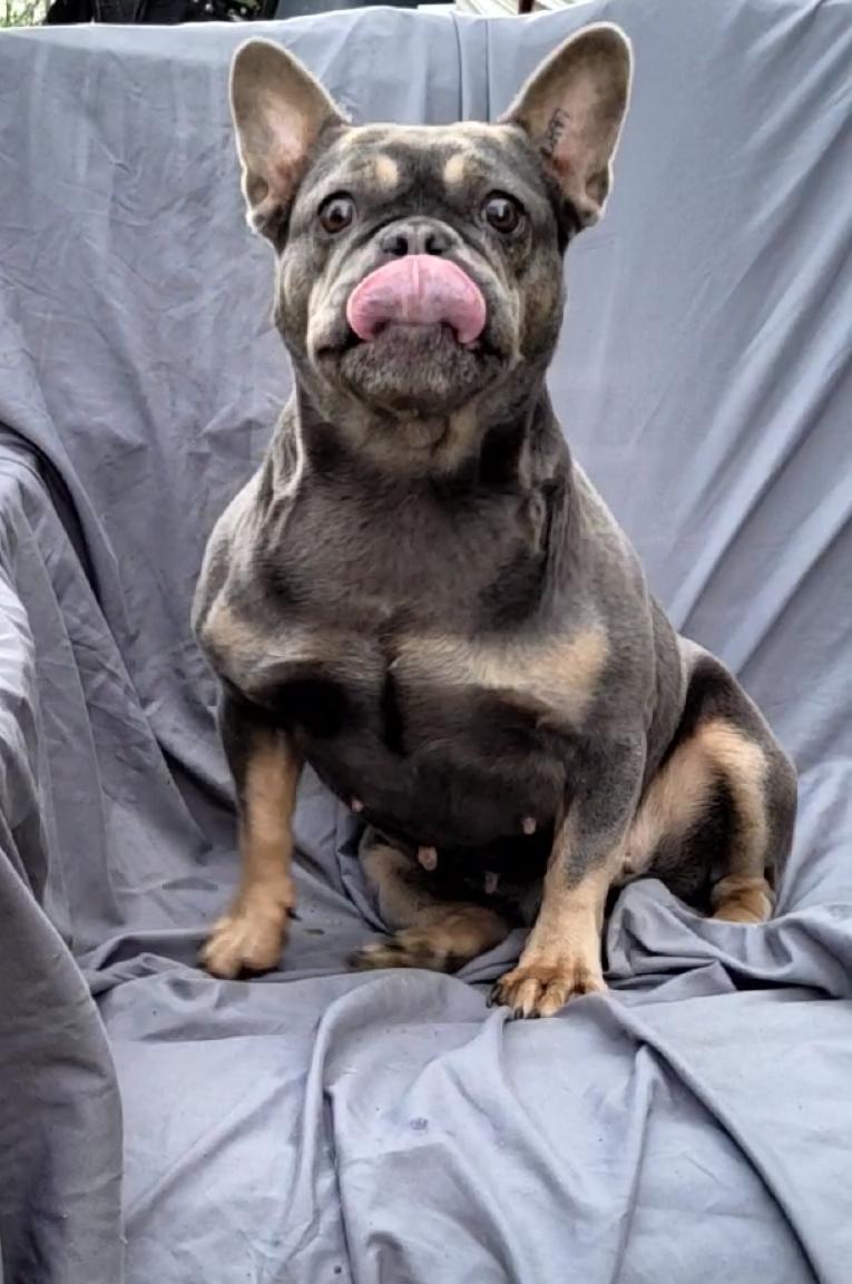 Enlarge LIDA, a Adoptable French Bulldog in Woodsfield, OH image 2/5