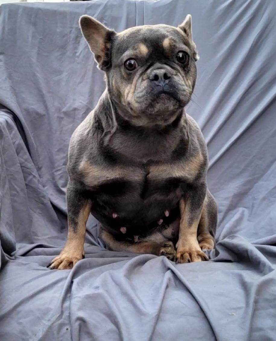 Enlarge LIDA, a Adoptable French Bulldog in Woodsfield, OH image 3/5