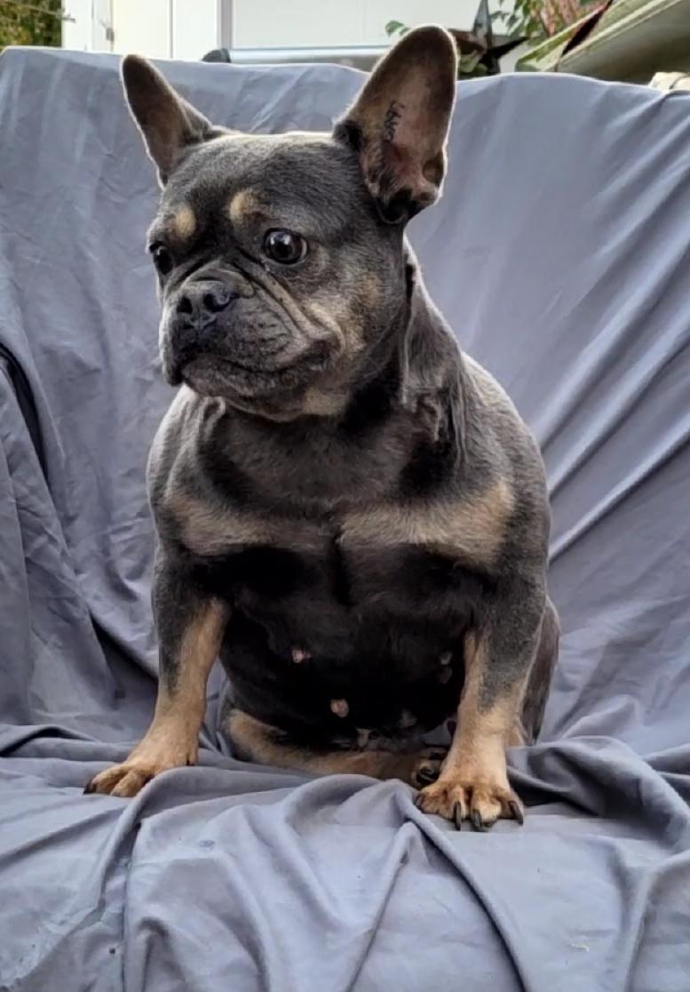 Enlarge LIDA, a Adoptable French Bulldog in Woodsfield, OH image 4/5
