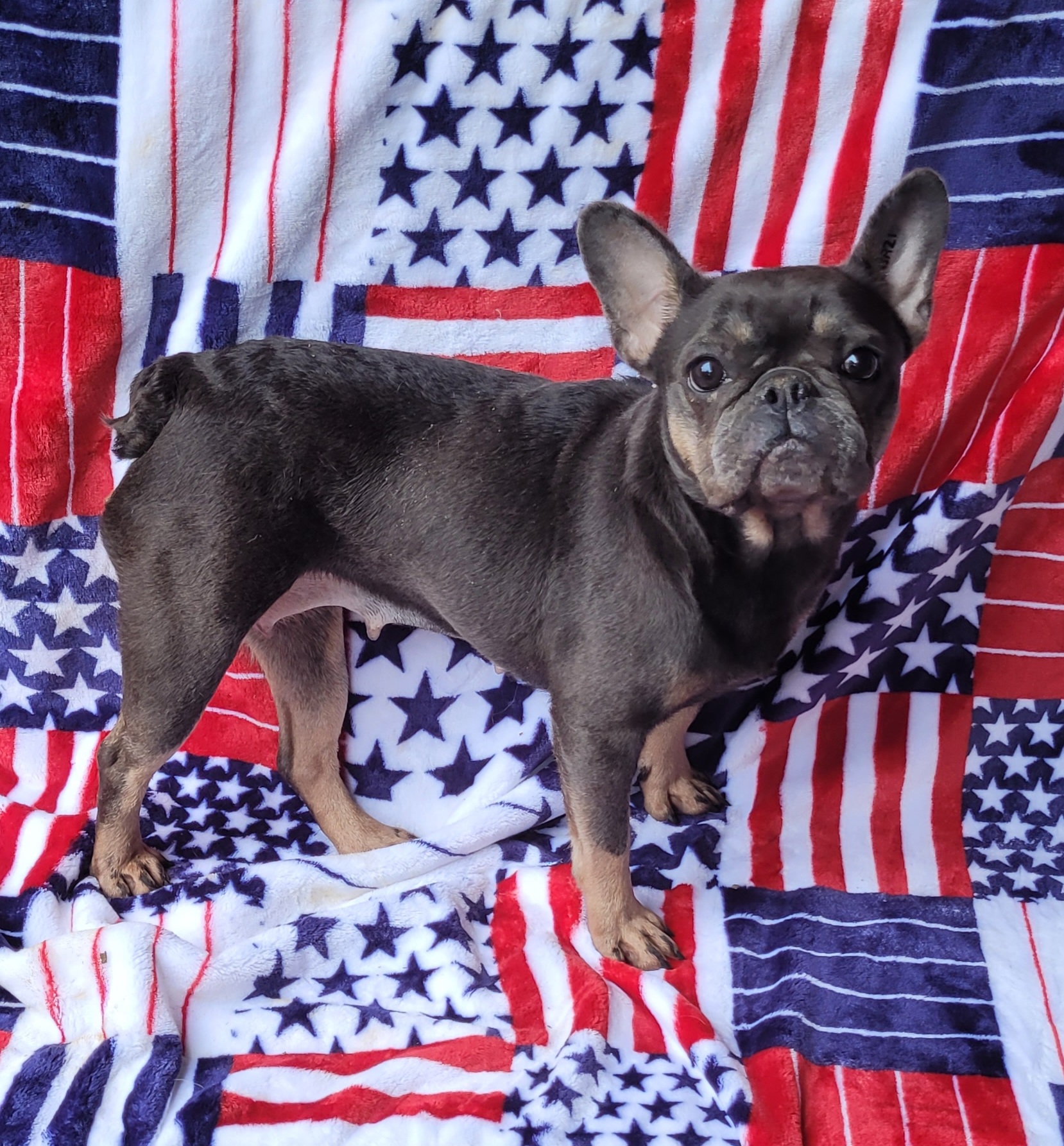 Frenchie blue/tan, Adult Female French Bulldog