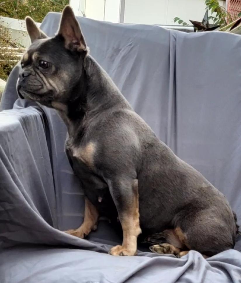 Enlarge LIDA, a Adoptable French Bulldog in Woodsfield, OH image 5/5