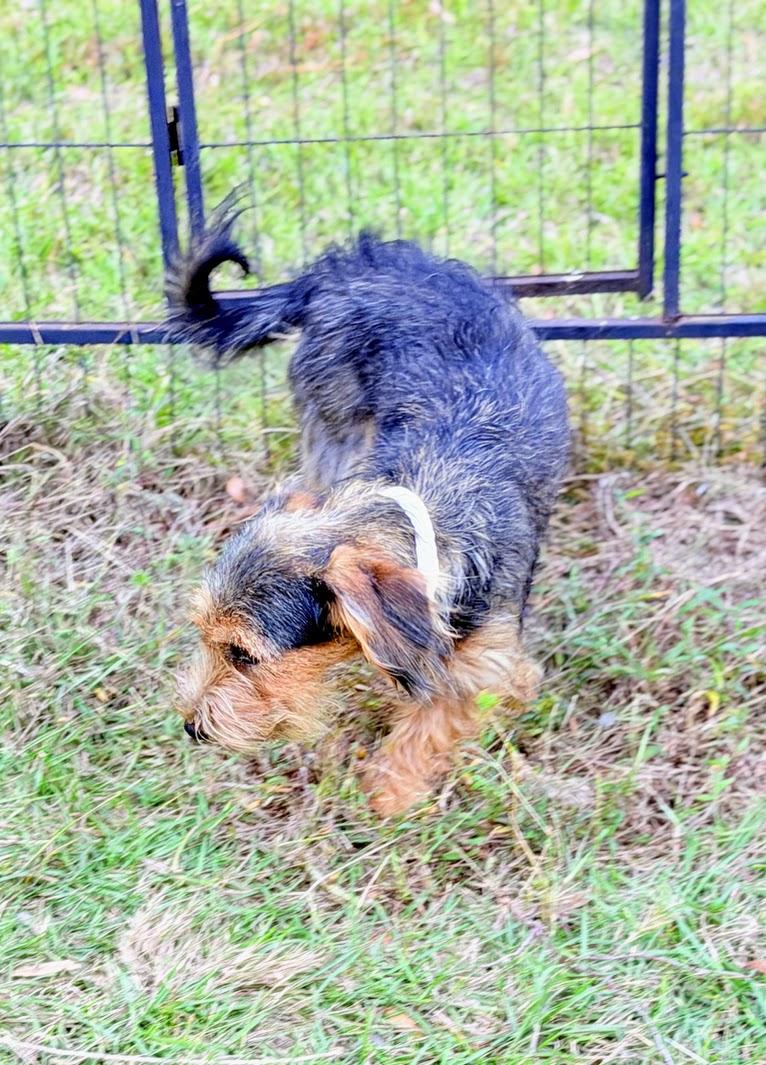 Enlarge GRETTA, a Adopted mixed breed in Fosters, AL image 5/5
