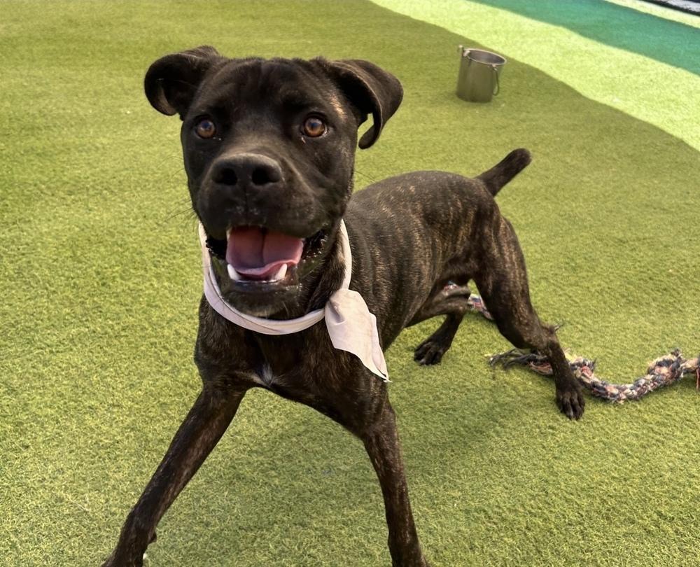 Enlarge Drake, a Adoptable mixed breed in Denver, CO image 1/6