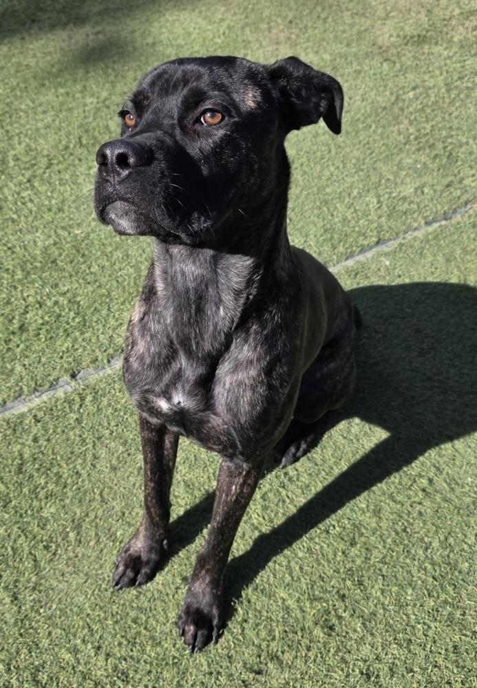 Drake, Adoptable, Young Male Boxer & Cane Corso.