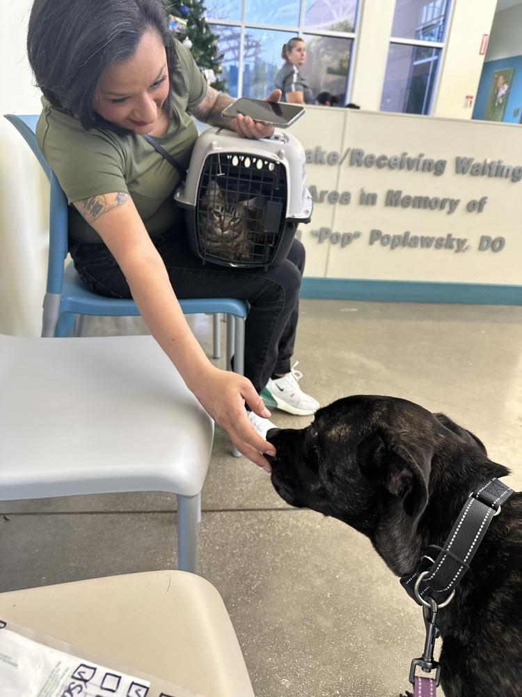 Enlarge Drake, a Adoptable mixed breed in Denver, CO image 3/6