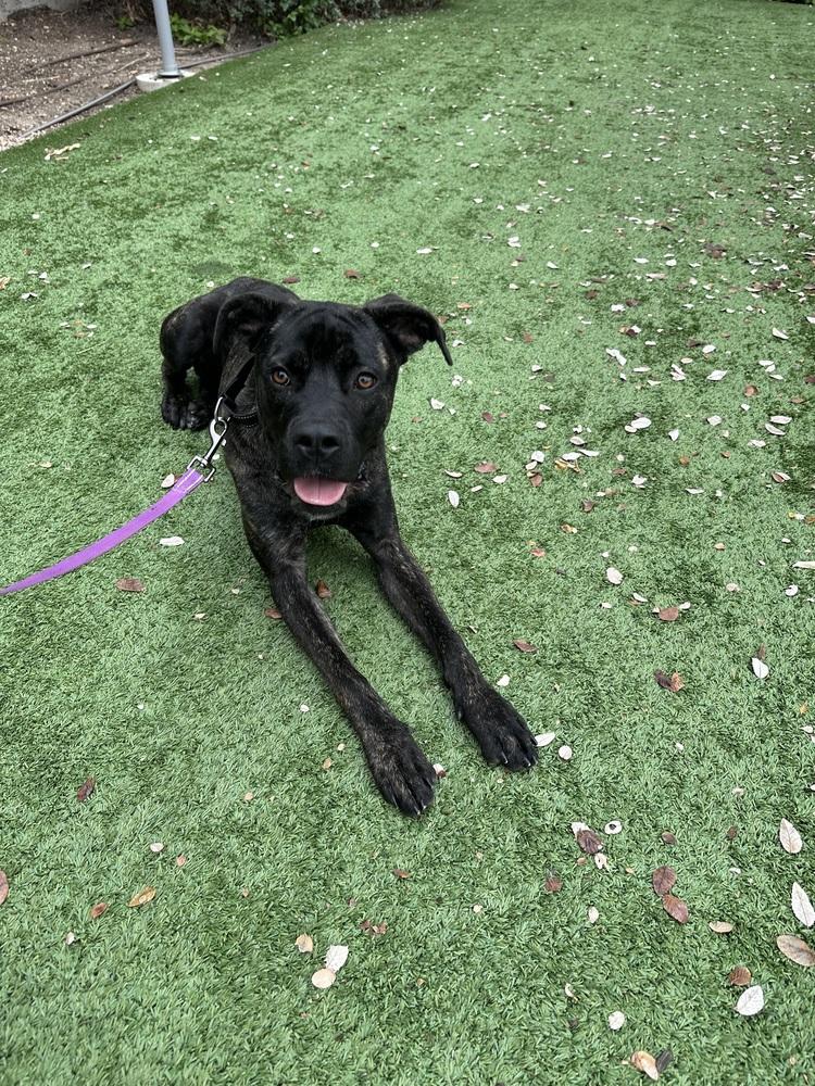 Enlarge Drake, a Adoptable mixed breed in Denver, CO image 4/6