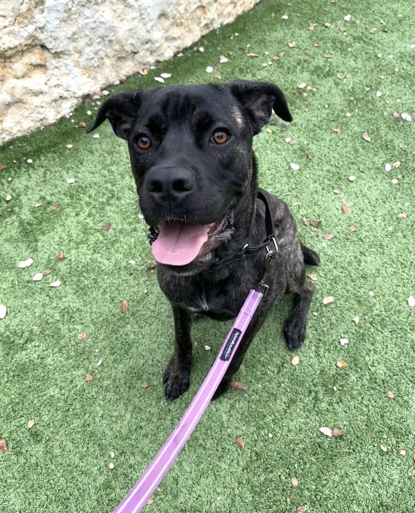 Enlarge Drake, a Adoptable mixed breed in Denver, CO image 5/6