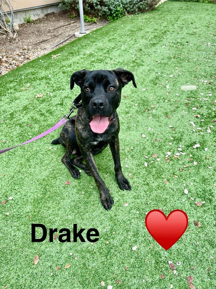 Enlarge Drake, a Adoptable mixed breed in Denver, CO image 6/6