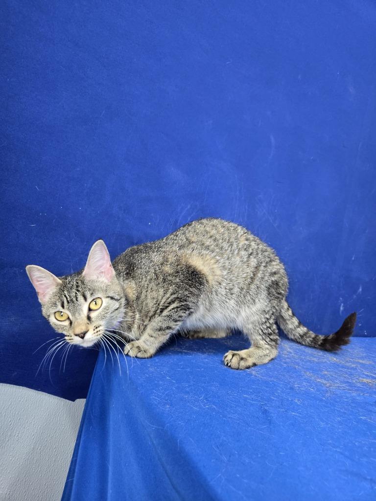 Trophy Wife, Adoptable, Young Female American Shorthair.