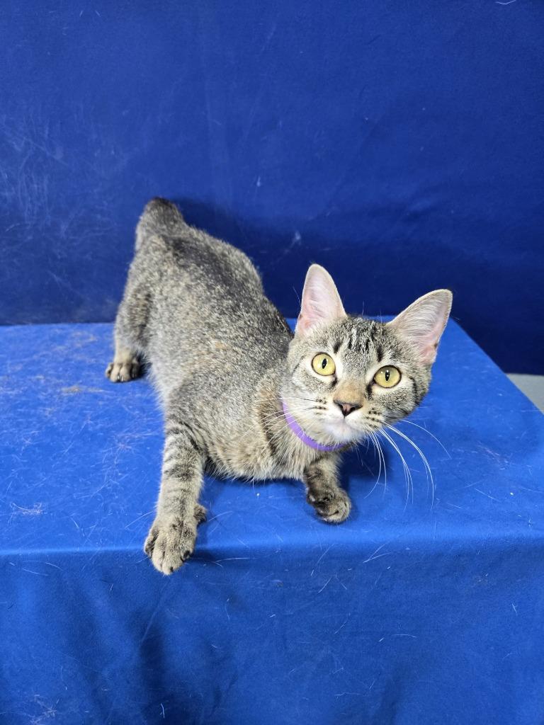 Enlarge Trophy Wife, a Adoptable American Shorthair in Ruston, LA image 2/3