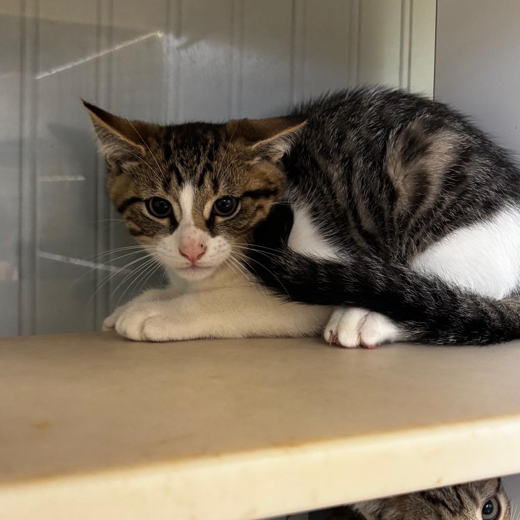 Enlarge Jerry, a Adoptable Domestic Short Hair in Pawling, NY image 1/1