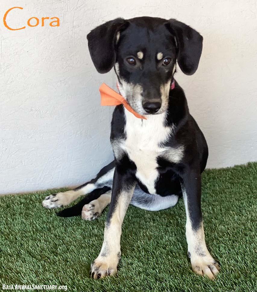 Cora, Young Female Labrador Retriever