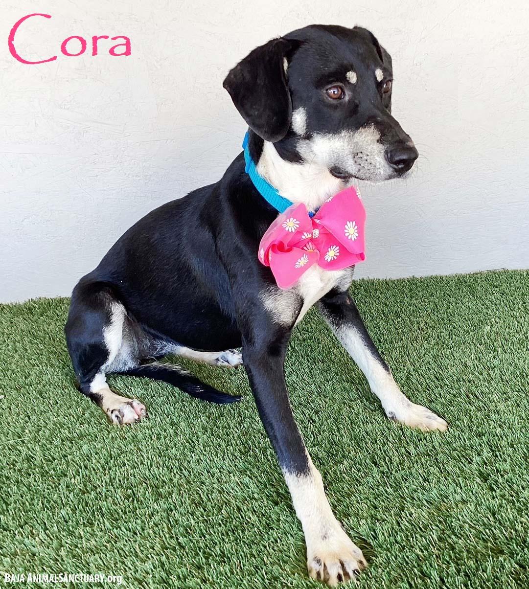 Cora