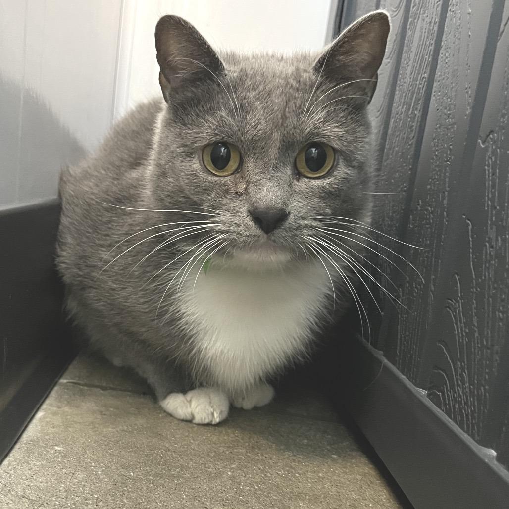 Enlarge Barb, a Adoptable Domestic Short Hair in Fort Wayne, IN image 2/6