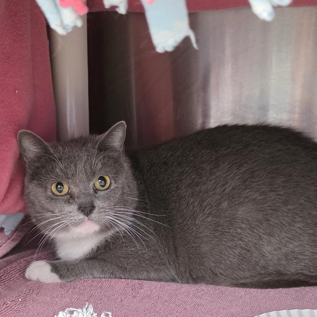 Enlarge Barb, a Adoptable Domestic Short Hair in Fort Wayne, IN image 3/6