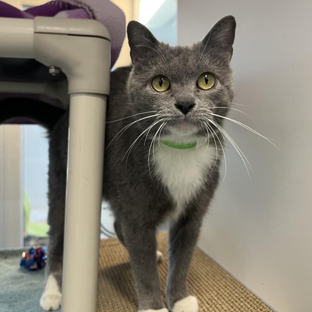 Enlarge Barb, a Adoptable Domestic Short Hair in Fort Wayne, IN image 4/6