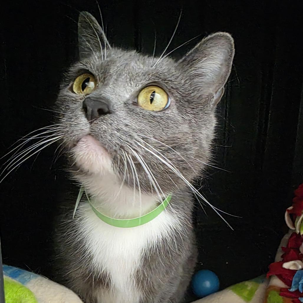 Enlarge Barb, a Adoptable Domestic Short Hair in Fort Wayne, IN image 5/6