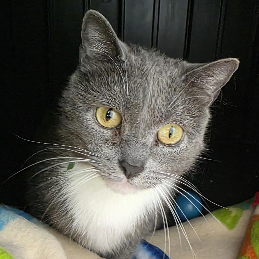 Enlarge Barb, a Adoptable Domestic Short Hair in Fort Wayne, IN image 6/6