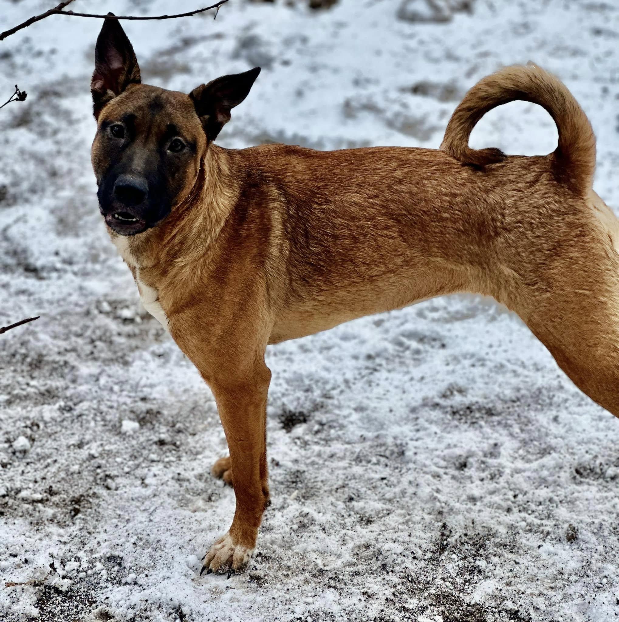 Oakely, Young Female Belgian Shepherd / Malinois