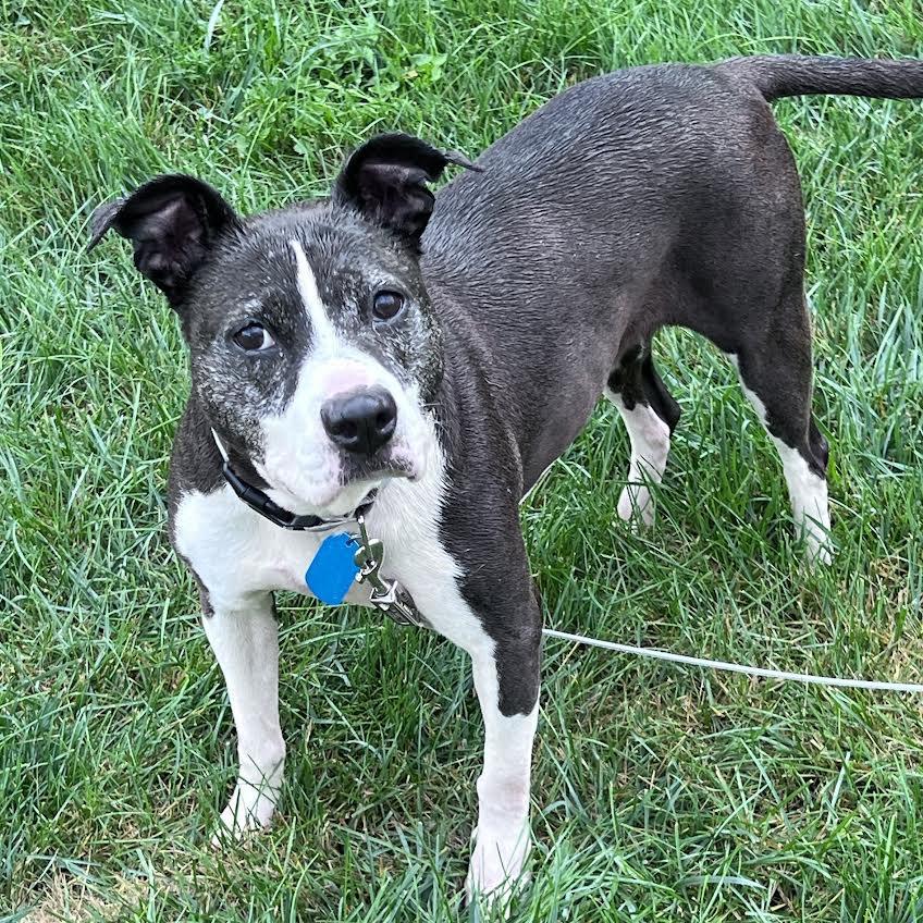 Eleanor, a Adoptable Mixed Breed in Madison, WI image 1/6
