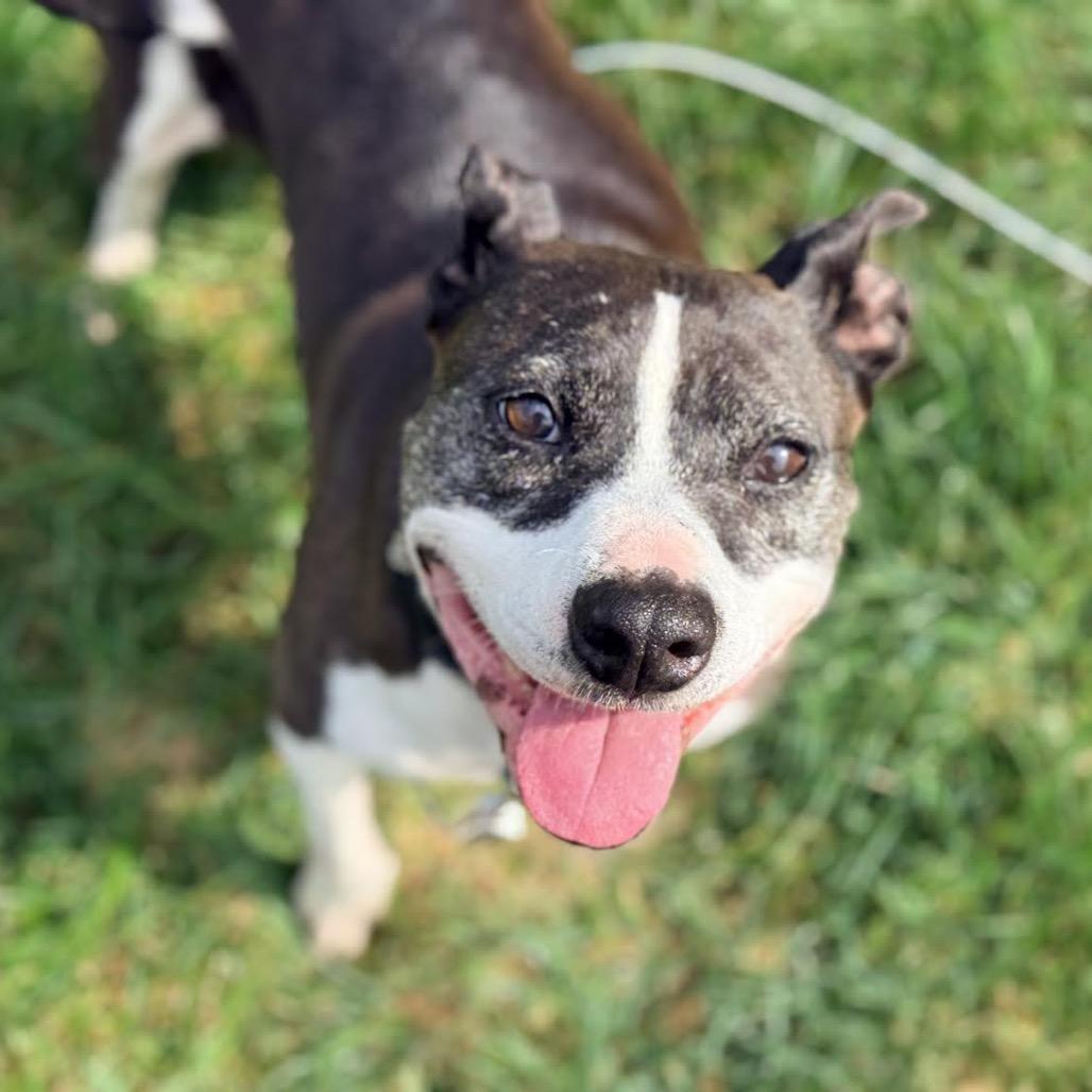 Eleanor, Adoptable, Senior Female Mixed Breed.