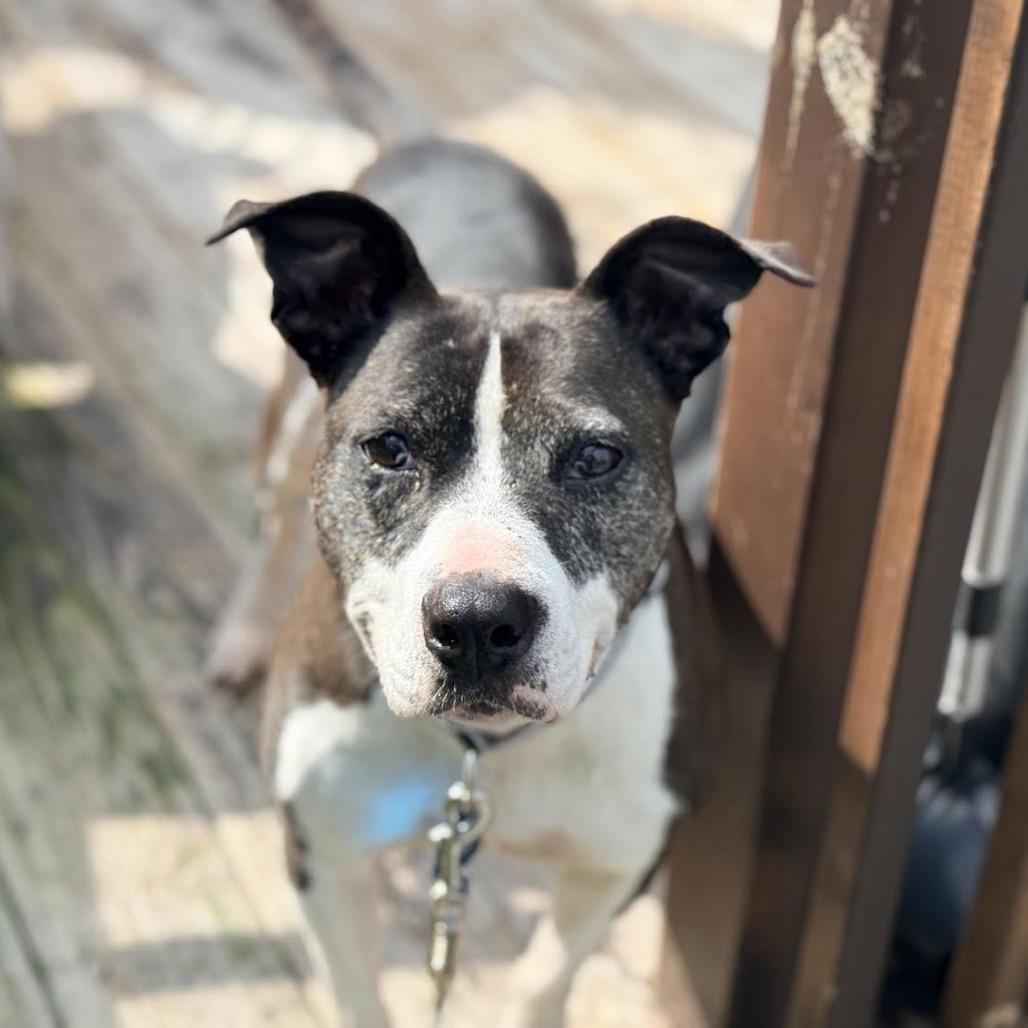 Eleanor, a Adoptable Mixed Breed in Madison, WI image 2/6