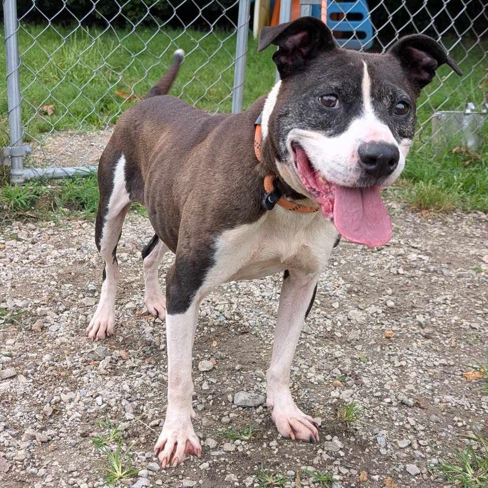 Eleanor, a Adoptable Mixed Breed in Madison, WI image 3/6