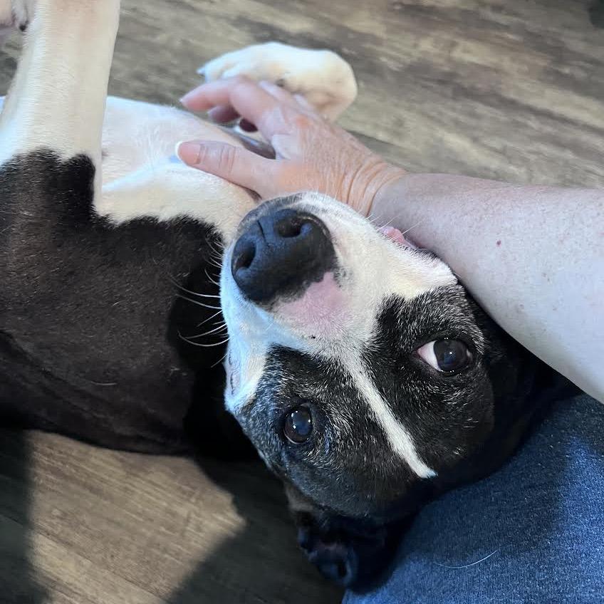 Eleanor, a Adoptable Mixed Breed in Madison, WI image 4/6