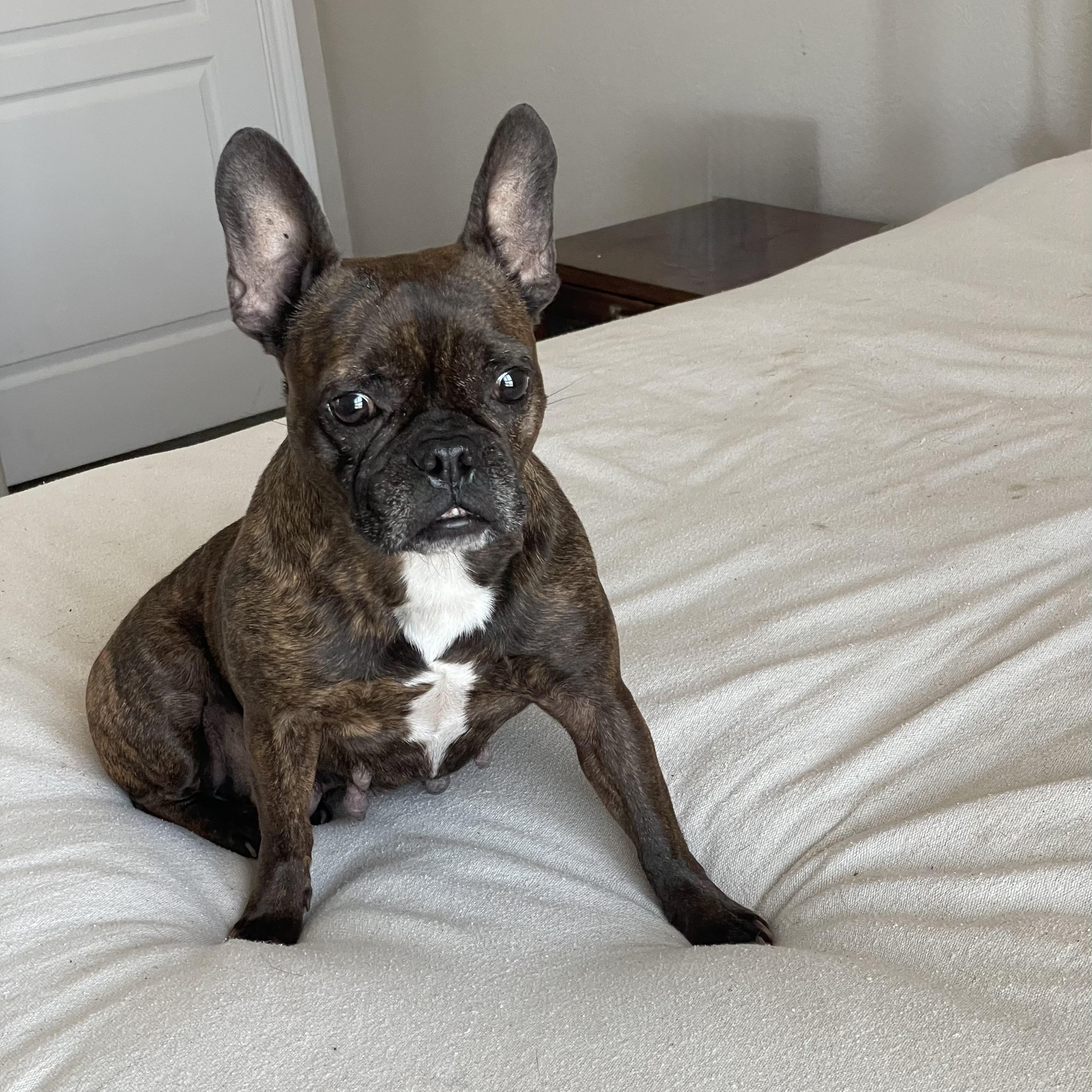 Enlarge Cuddly Kali, a ADOPTABLE French Bulldog in West Hartford , CT image 4/4