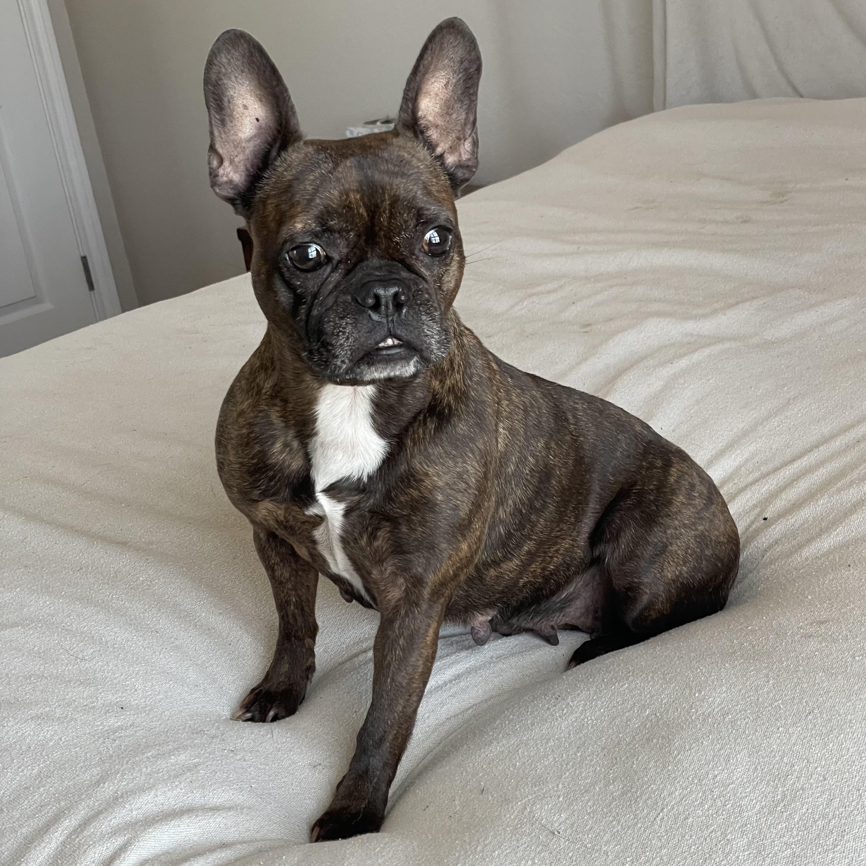 Enlarge Cuddly Kali, a ADOPTABLE French Bulldog in West Hartford , CT image 3/4
