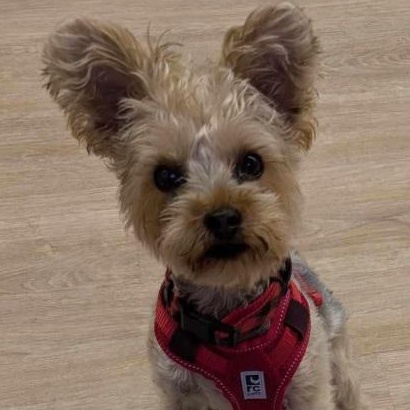 PADDY: Yorkshire Terrier mix DOB July 29/24