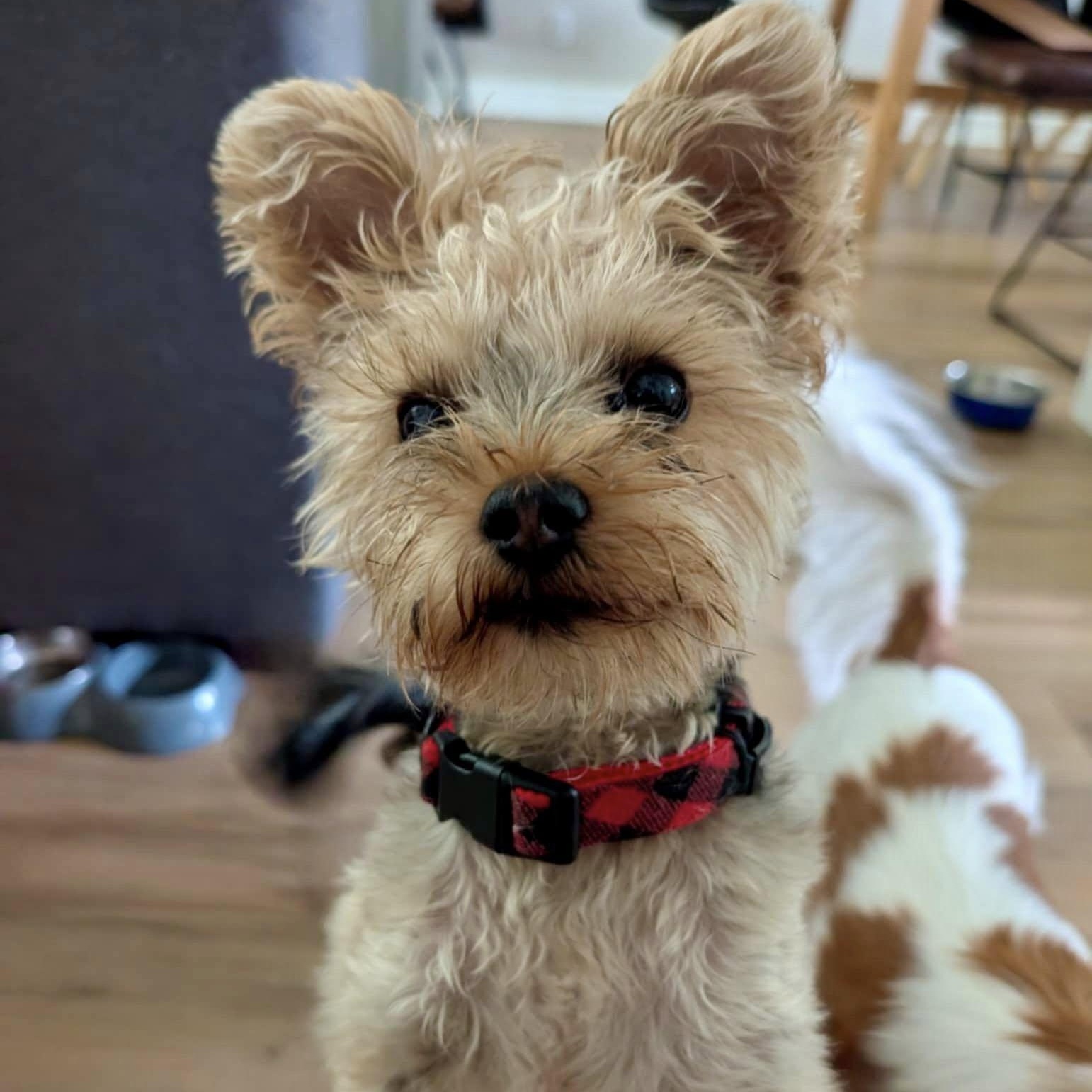 PADDY: Yorkshire Terrier mix DOB July 29/24