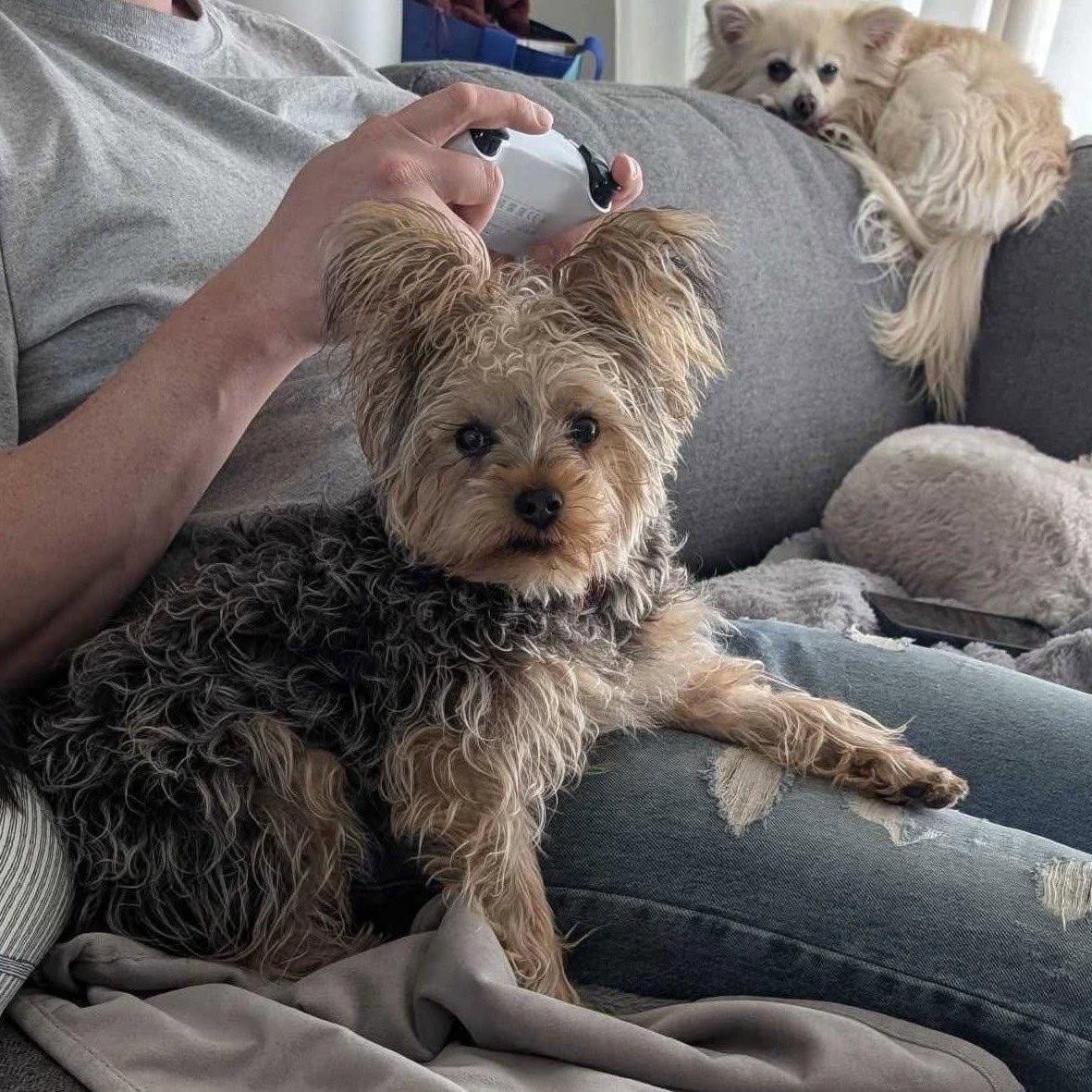 PADDY: Yorkshire Terrier mix DOB July 29/24