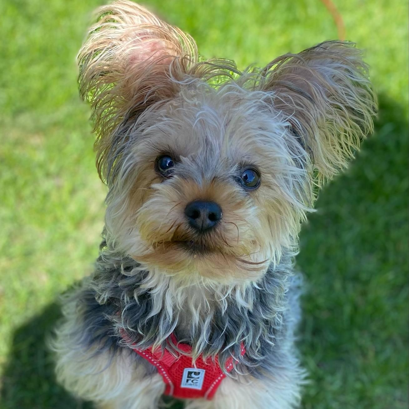 PADDY: Yorkshire Terrier mix DOB July 29/24