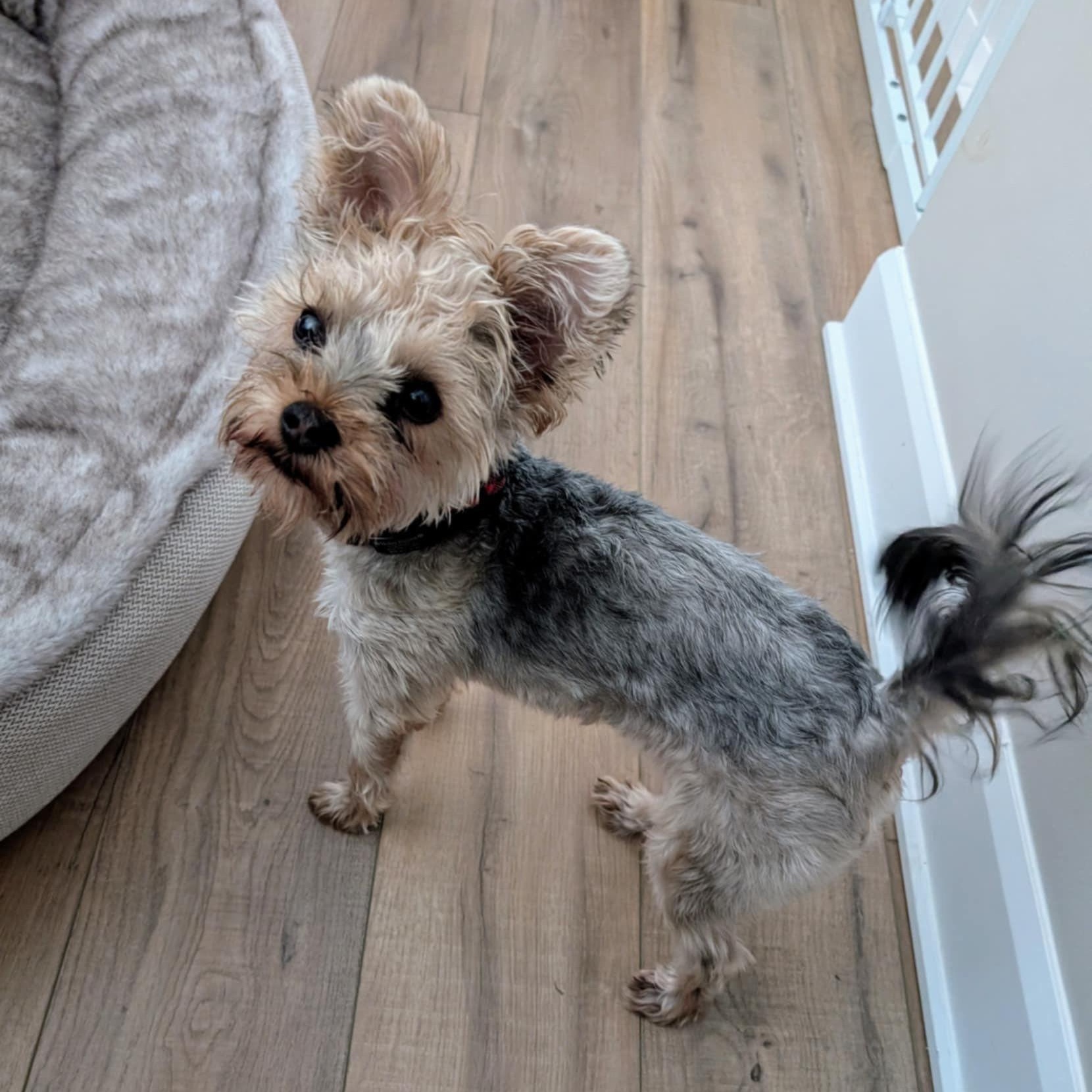 PADDY: Yorkshire Terrier mix DOB July 29/24