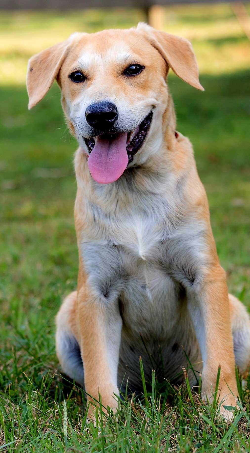 Enlarge PUPPY GABRIEL, a Adoptable Yellow Labrador Retriever in Franklin, TN image 1/3