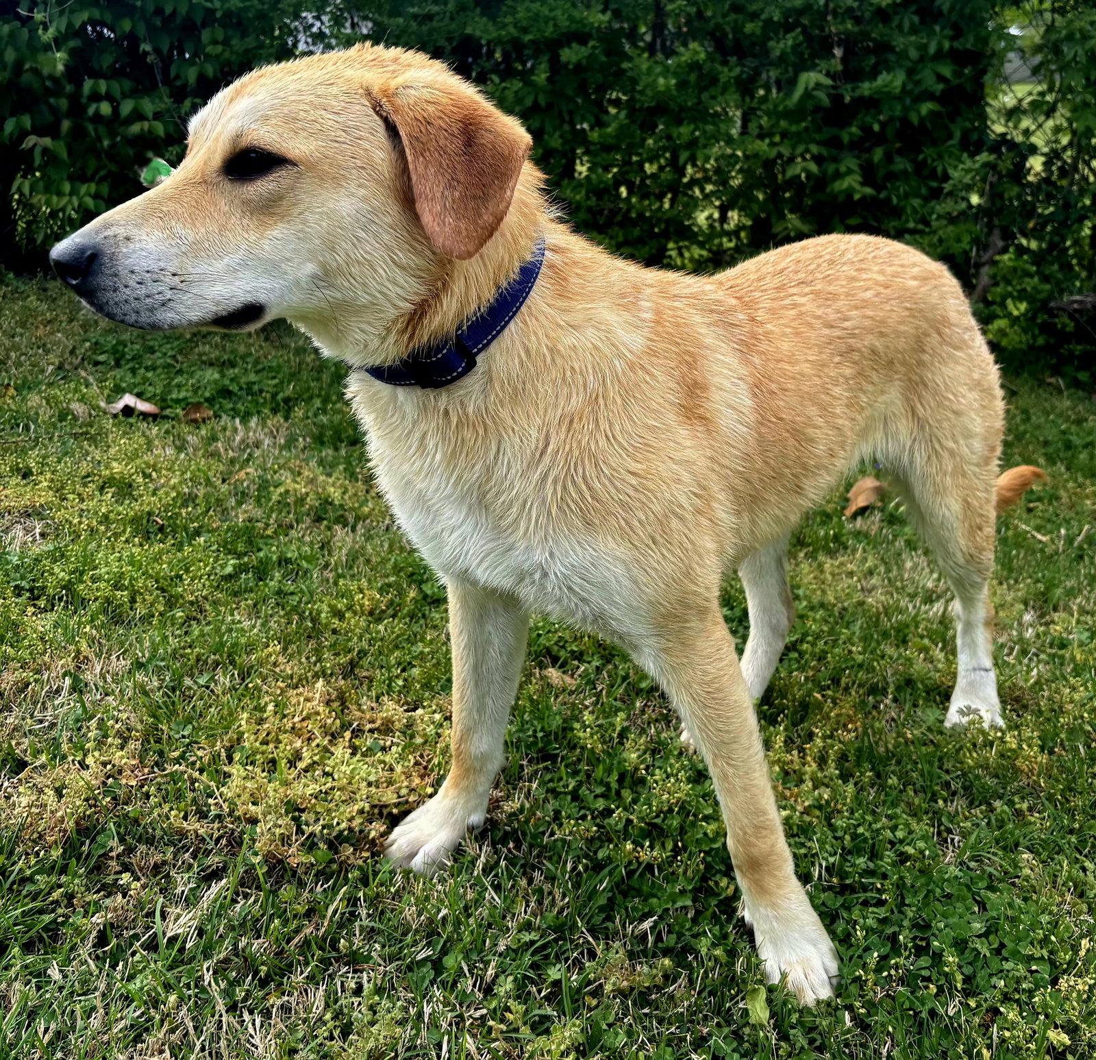Enlarge PUPPY GABRIEL, a Adoptable Yellow Labrador Retriever in Franklin, TN image 2/3