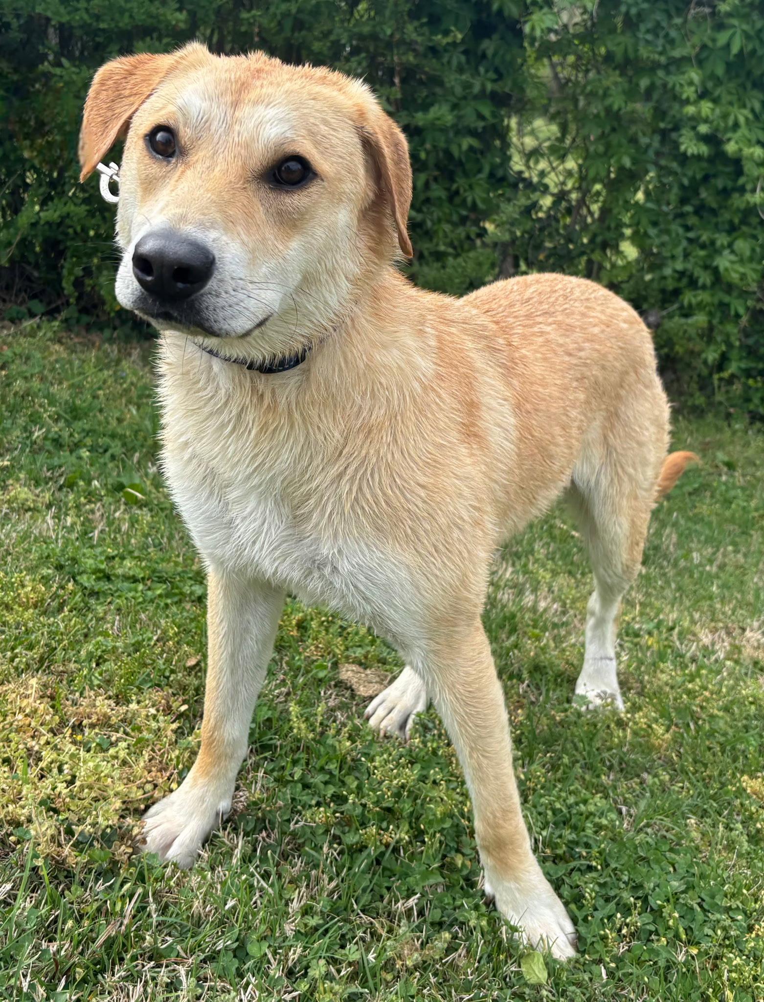 Enlarge PUPPY GABRIEL, a Adoptable Yellow Labrador Retriever in Franklin, TN image 3/3