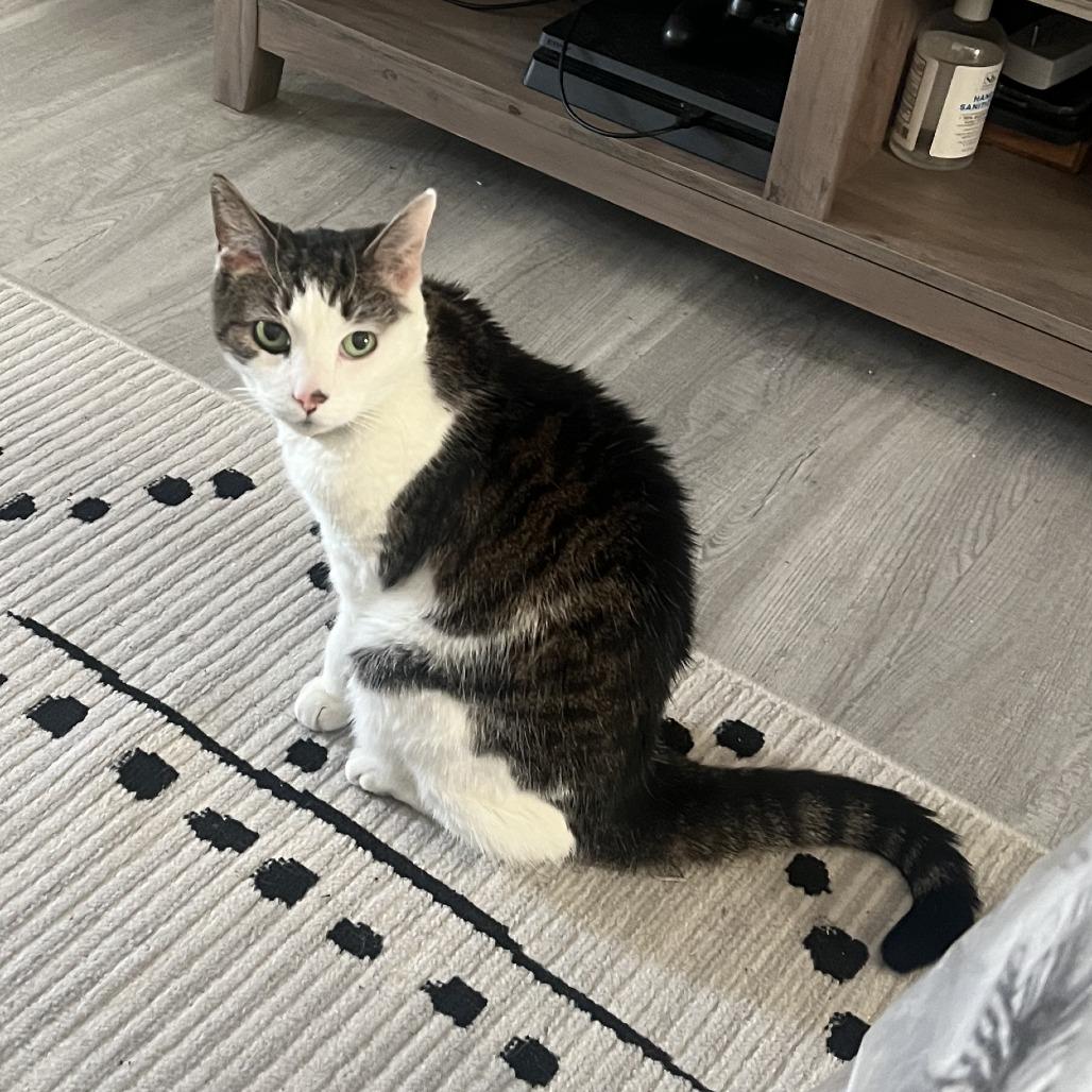 Enya, Adoptable, Senior Female Domestic Short Hair.