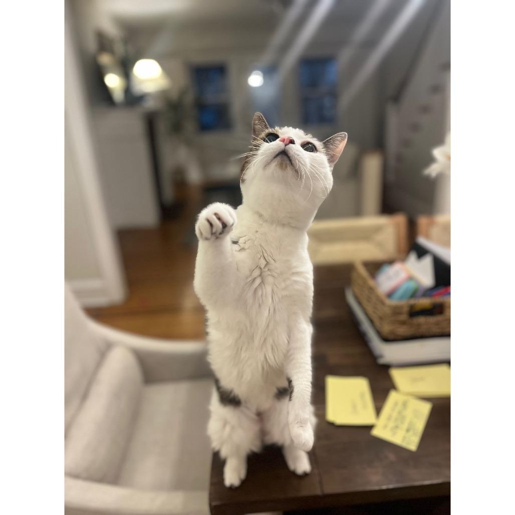 Enlarge Enya, a Adoptable Domestic Short Hair in Philadelphia, PA image 2/6