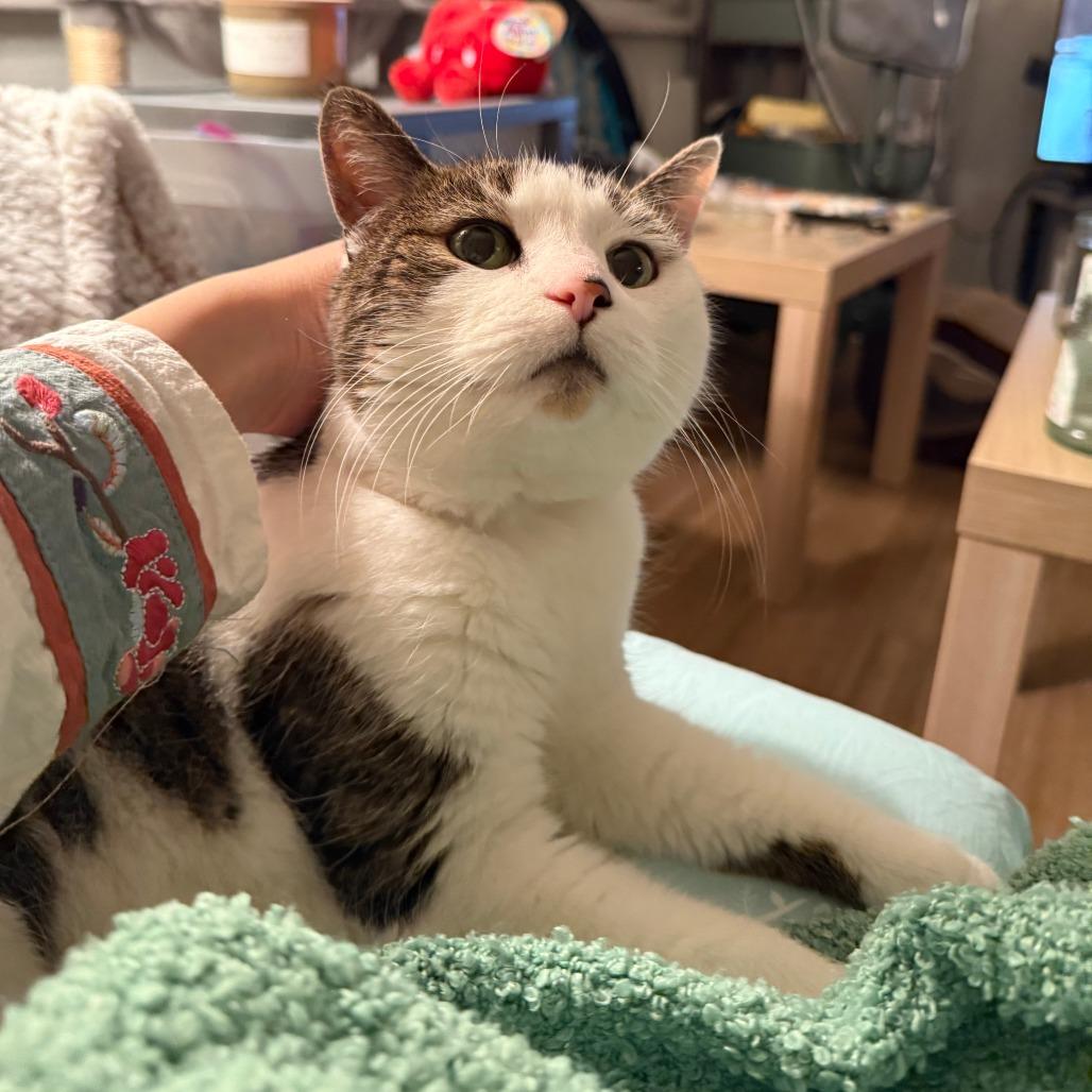 Enlarge Enya, a Adoptable Domestic Short Hair in Philadelphia, PA image 3/6