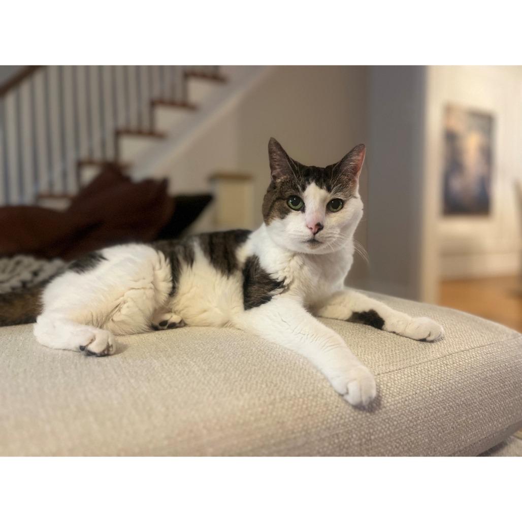 Enlarge Enya, a Adoptable Domestic Short Hair in Philadelphia, PA image 4/6