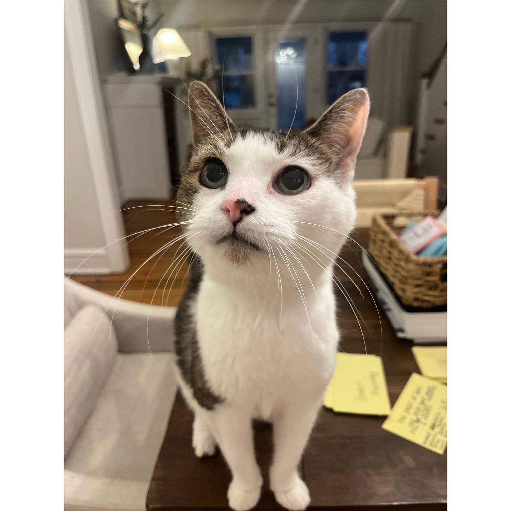 Enlarge Enya, a Adoptable Domestic Short Hair in Philadelphia, PA image 5/6