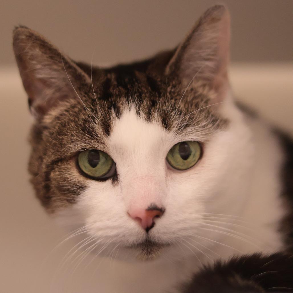 Enlarge Enya, a Adoptable Domestic Short Hair in Philadelphia, PA image 6/6