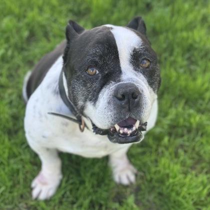 Zookini, ADOPTABLE, Adult Male Bulldog.