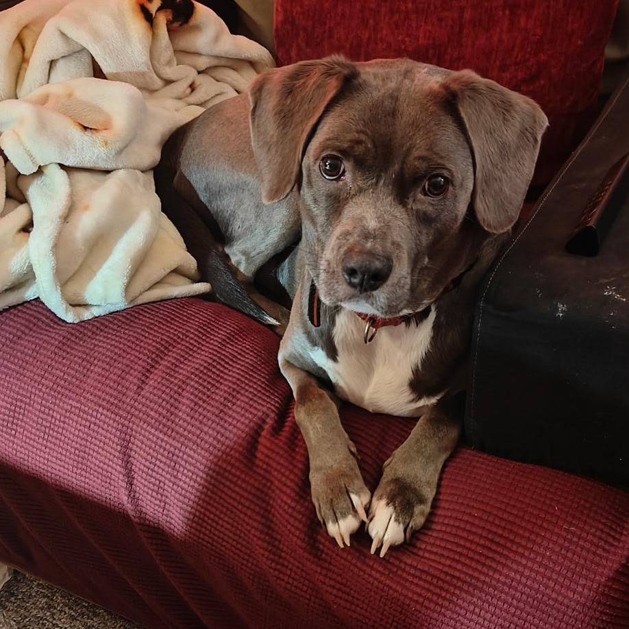 Enlarge Lucy, an adopted mixed breed in Oak Bluffs, MA image 1/1