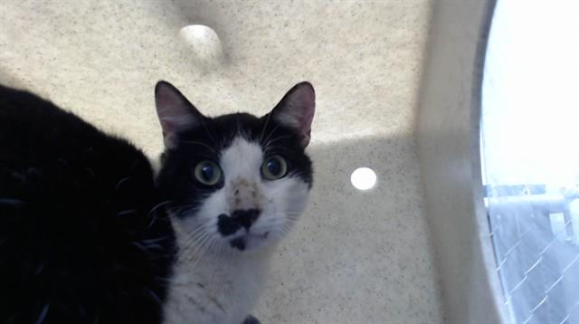 PANDA 2, Adoptable, Young Male Domestic Short Hair.